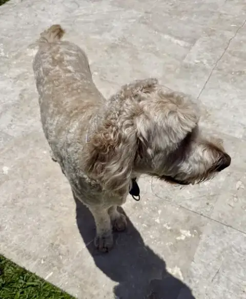 Goldendoodle Billy Hypoallergenic photo 2