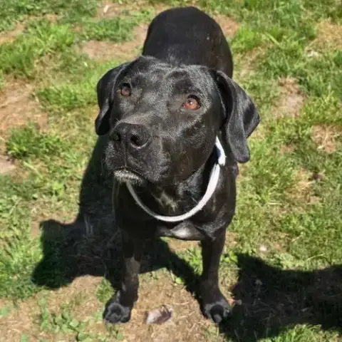 Onyx