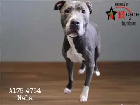Nala