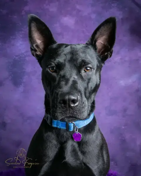 Dante photo 2