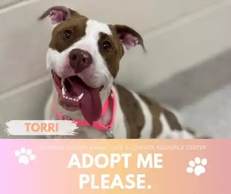 Torri
