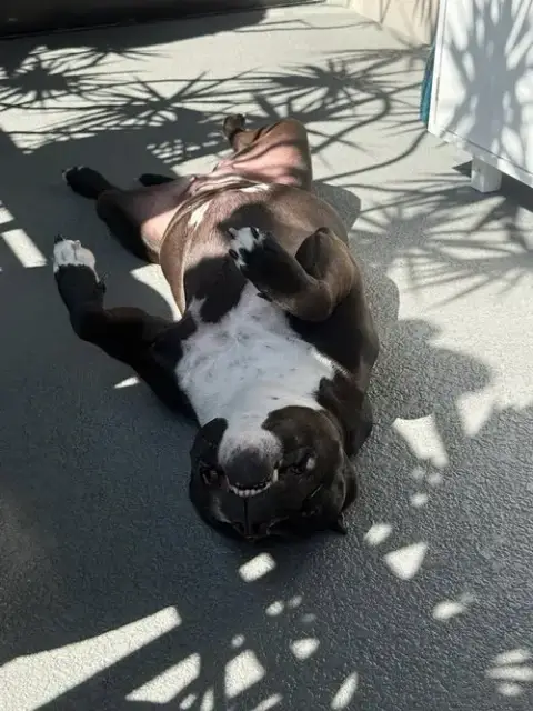Rosie photo 3