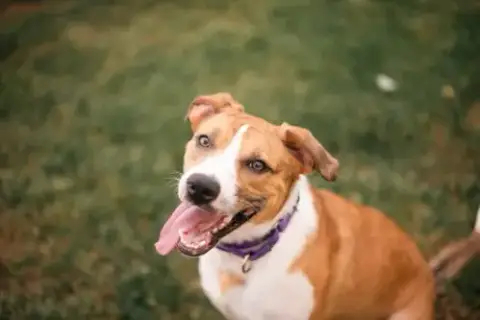 Kali