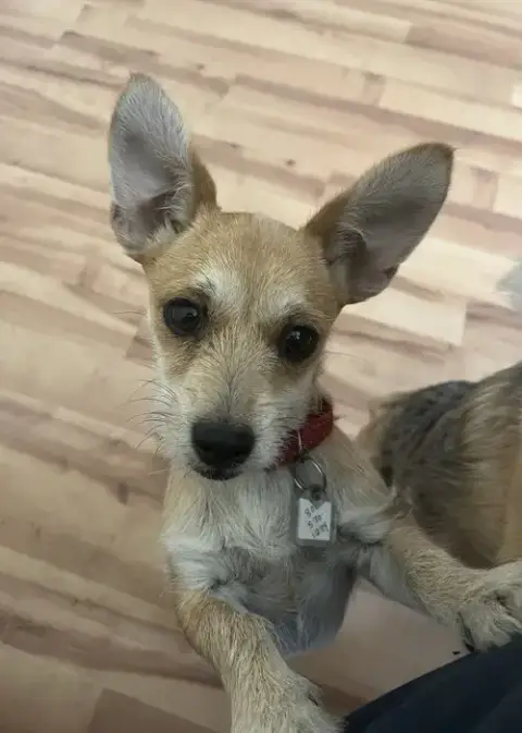 Tilly photo 2