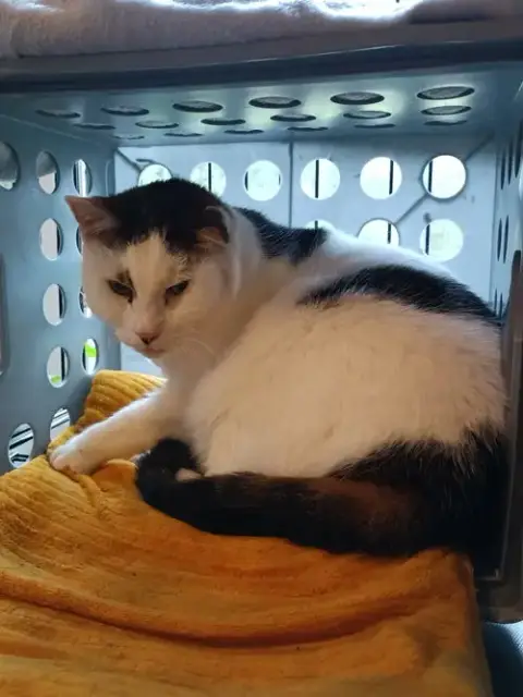 (Accc Courtesy Post) Peanut