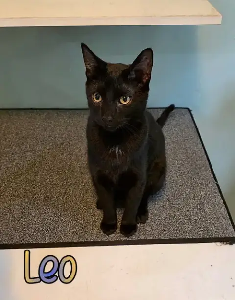 Leo