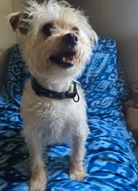 Benji In Ri photo 2