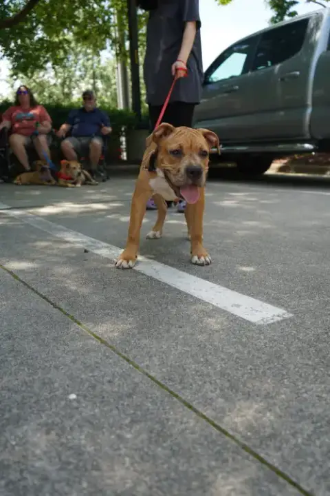 Hazel