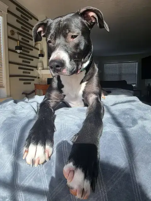 Prince photo 2