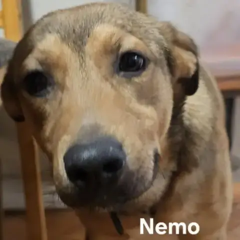 Nemo photo 2
