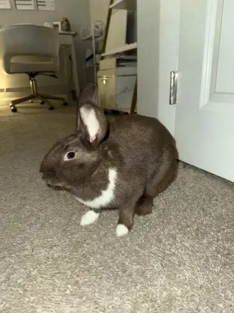 Bunny photo 3