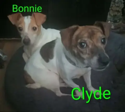Bonnie & Clyde photo 5