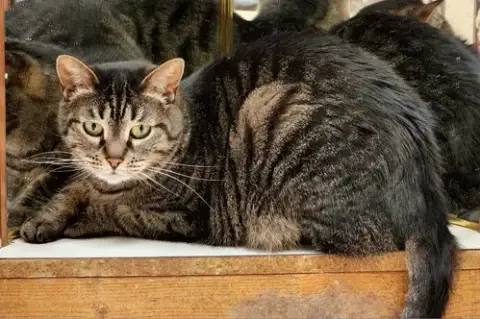 Cinnamon photo 5
