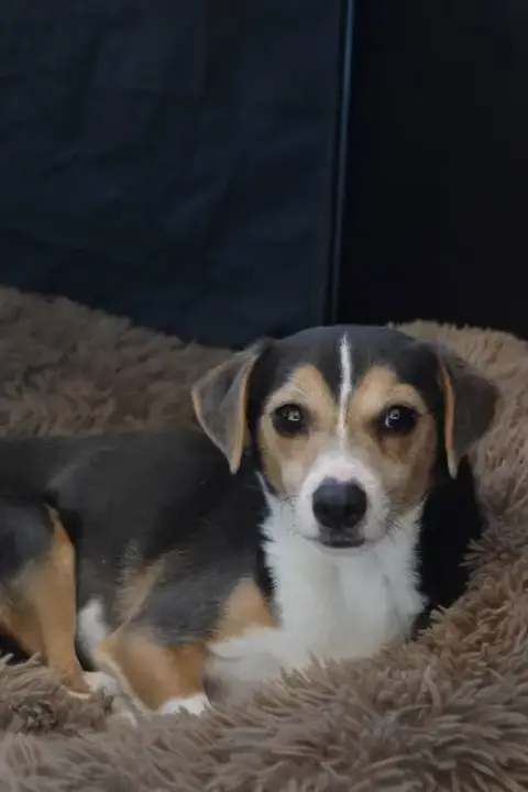 Cruiser-Tiny Cutie! Adopted 5/8/26