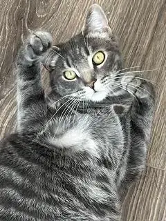 Kitten Max photo 2