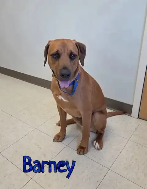 Barney photo 3
