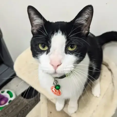 Loki photo 3