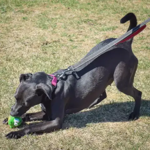 Pepper photo 4