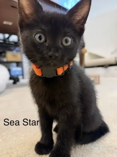 Sea Star photo 4