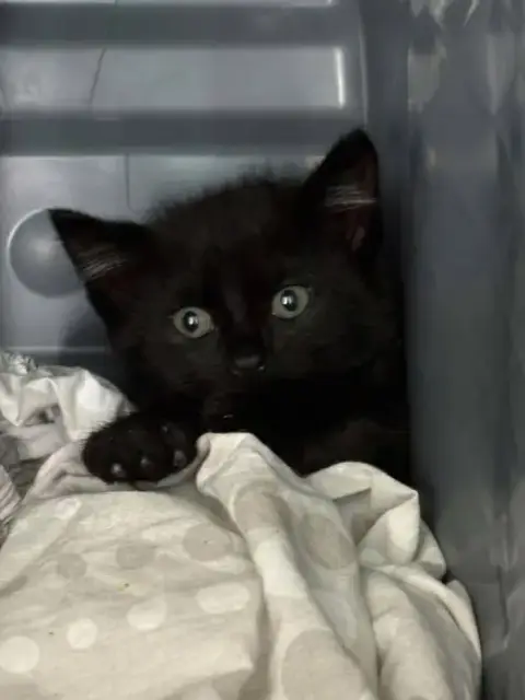 Clove: Not At Shelter photo 3
