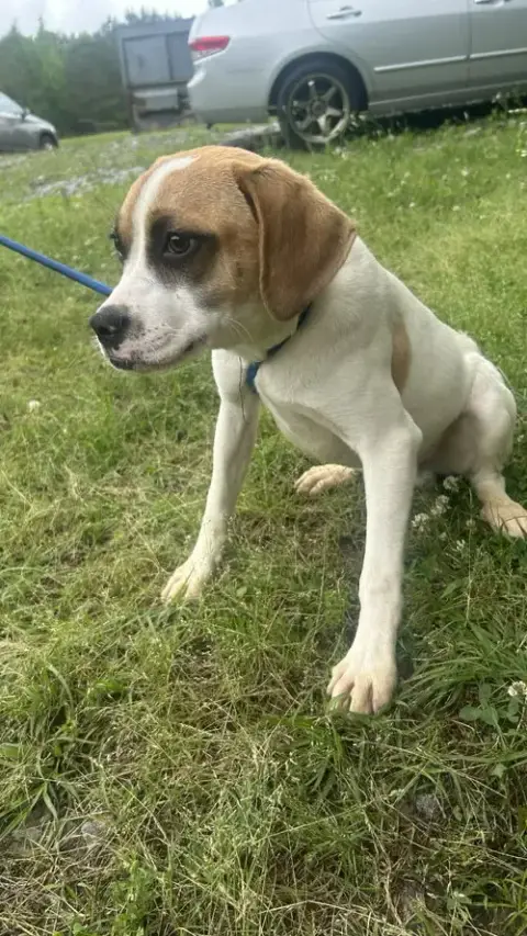 260560  Pooch photo 2