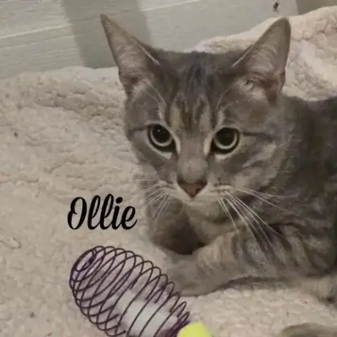 Ollie photo 3