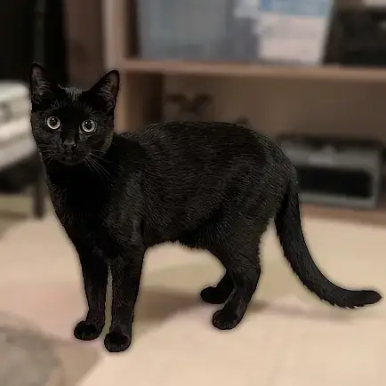Barn Cat/Mouser: Freddy photo 2