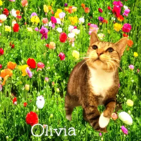 Olivia