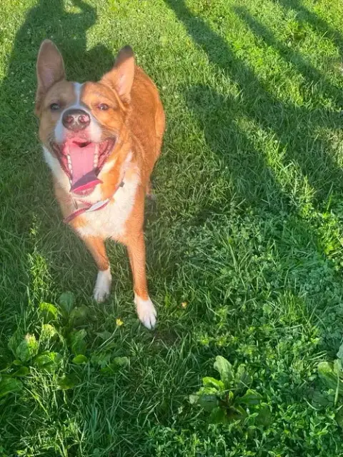 Peanut photo 2