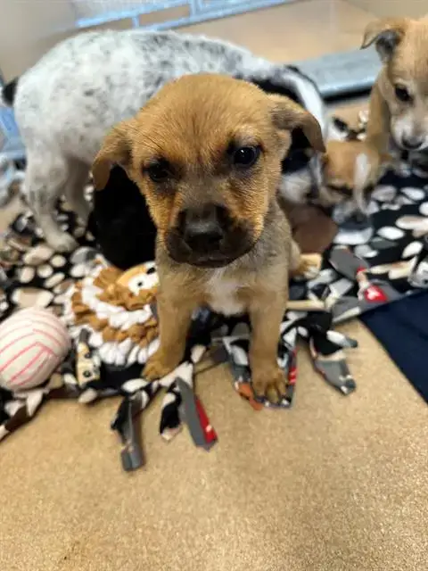 Suki