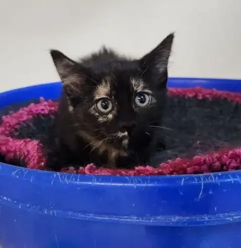 Kitten 27772 photo 3