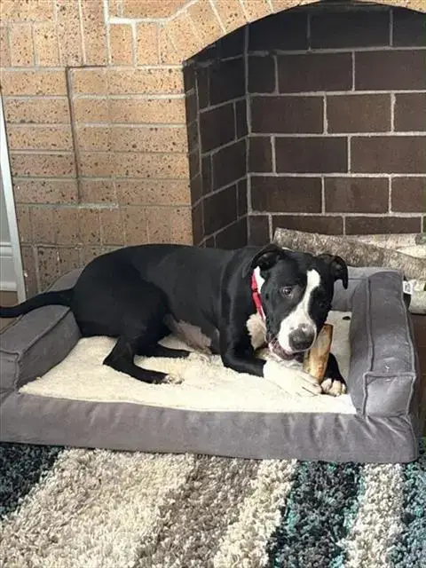 Suki