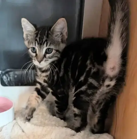 Edison
