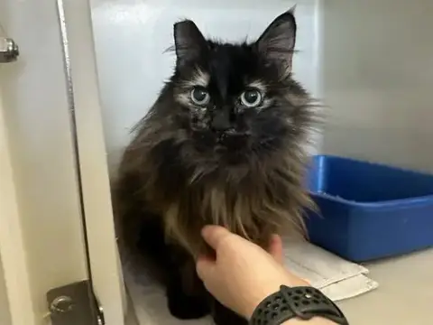 Lucy