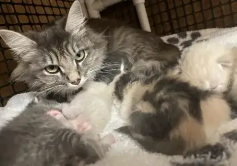 Mom Cat 27755 photo 3