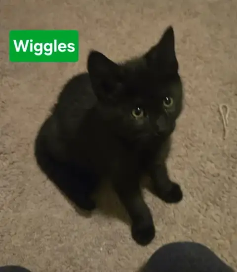 Awesome Wiggles