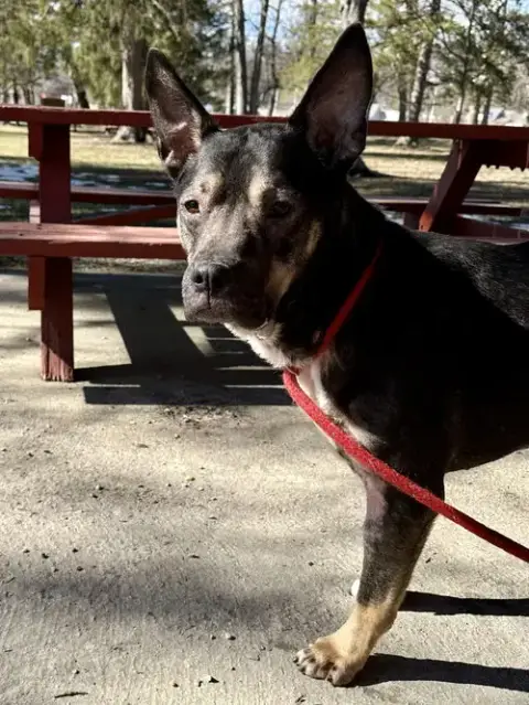 Gizmo photo 5