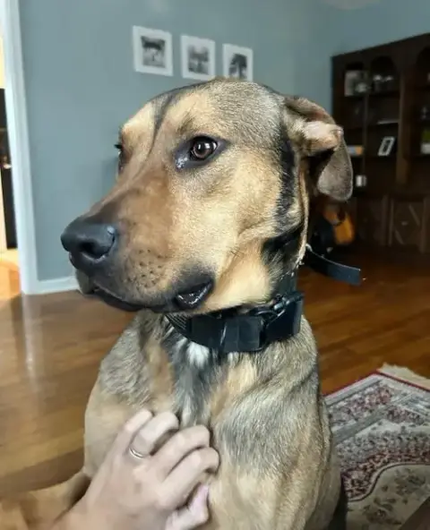 Hank photo 5