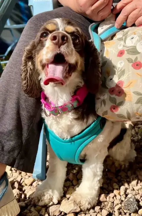 Lady