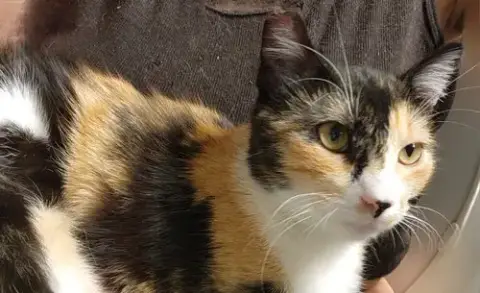 Cats/Kittens-Altamonte Springs Location photo 4