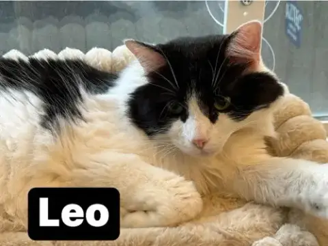 Leo photo 2