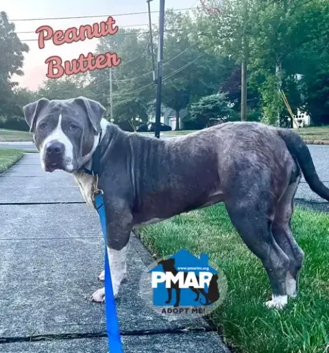 Peanut Butter photo 3