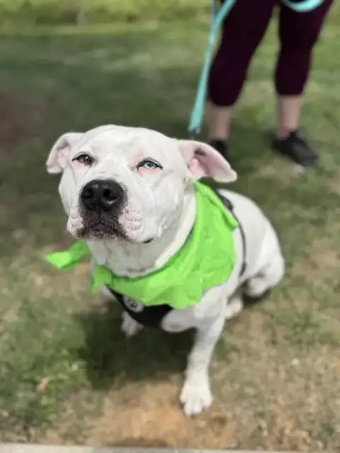 Sammy