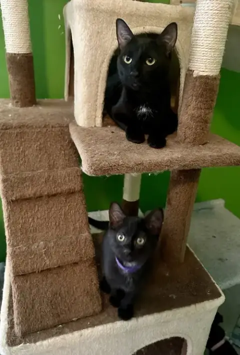 Melody Cats photo 2