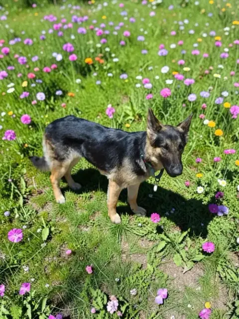 Bonnie