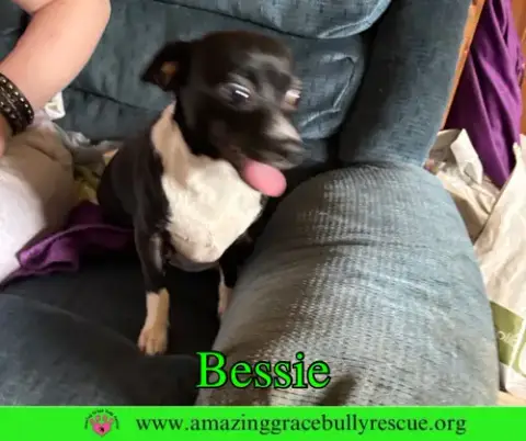 Bessie photo 4