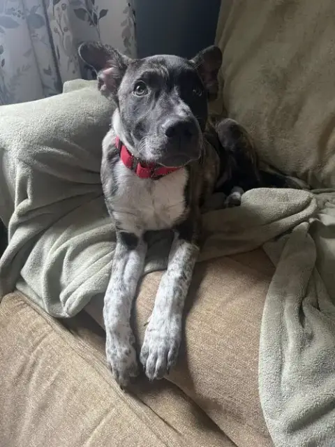 Smokey photo 2