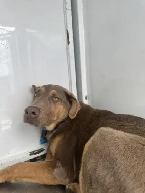 Milo