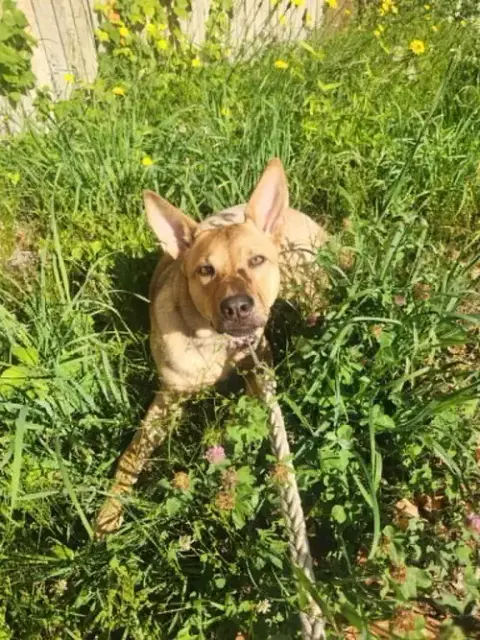 Hazel photo 4