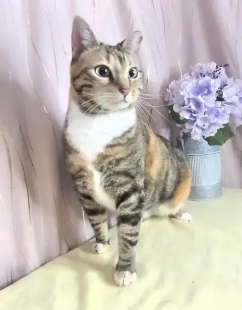 Calico